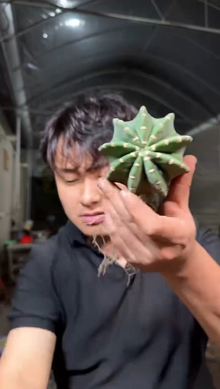 实生根 短毛丸 4-6cm
