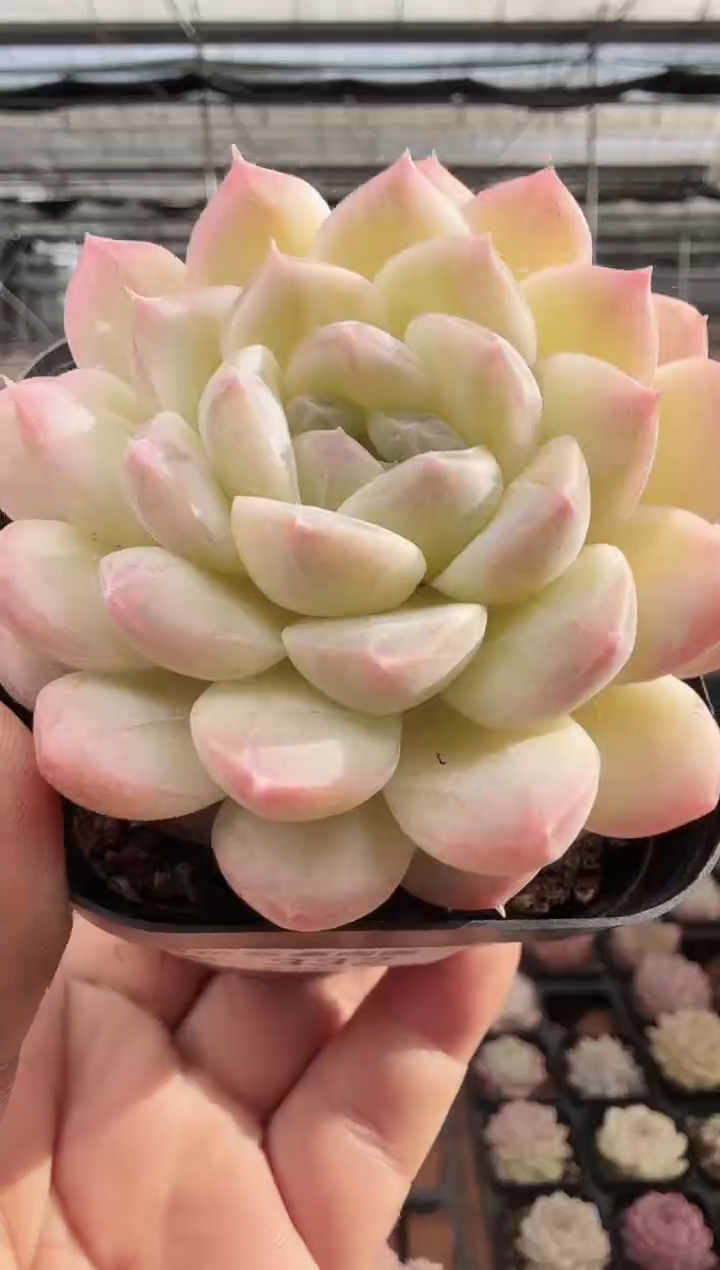 东云多肉园新款-332