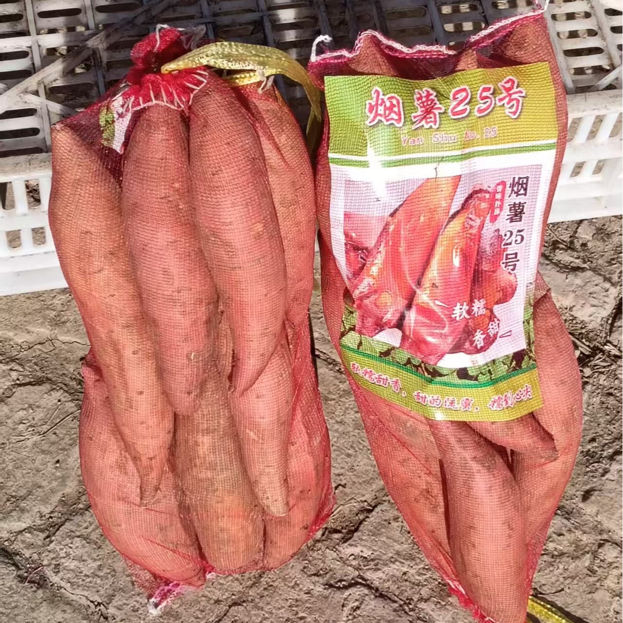 烟薯25号  5斤左右  9.9元烟薯25号山东省