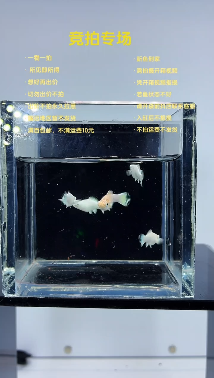 孔雀鱼玛丽苗子5条-93