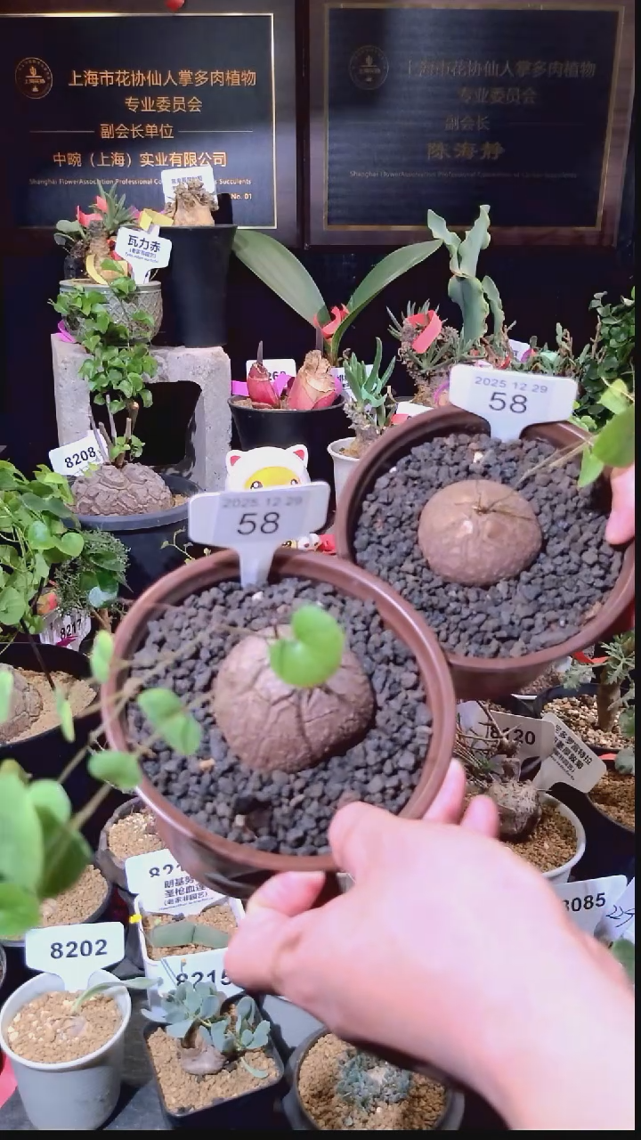 58号1229福利南非龟甲龙买一送一