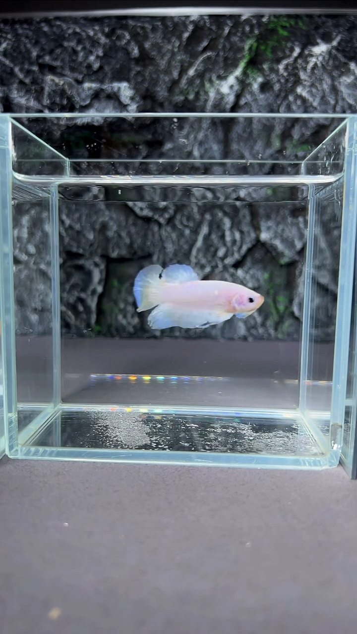 斗鱼竞拍链接A071