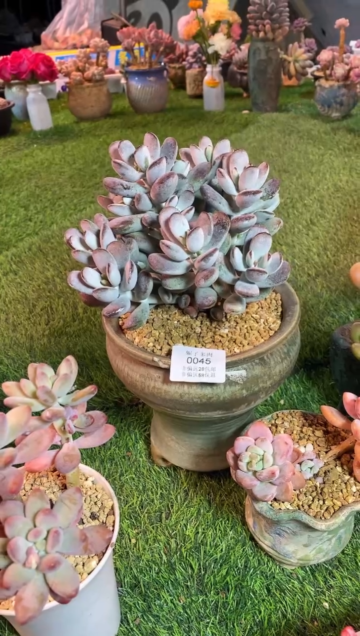 【闪购商品】0045a