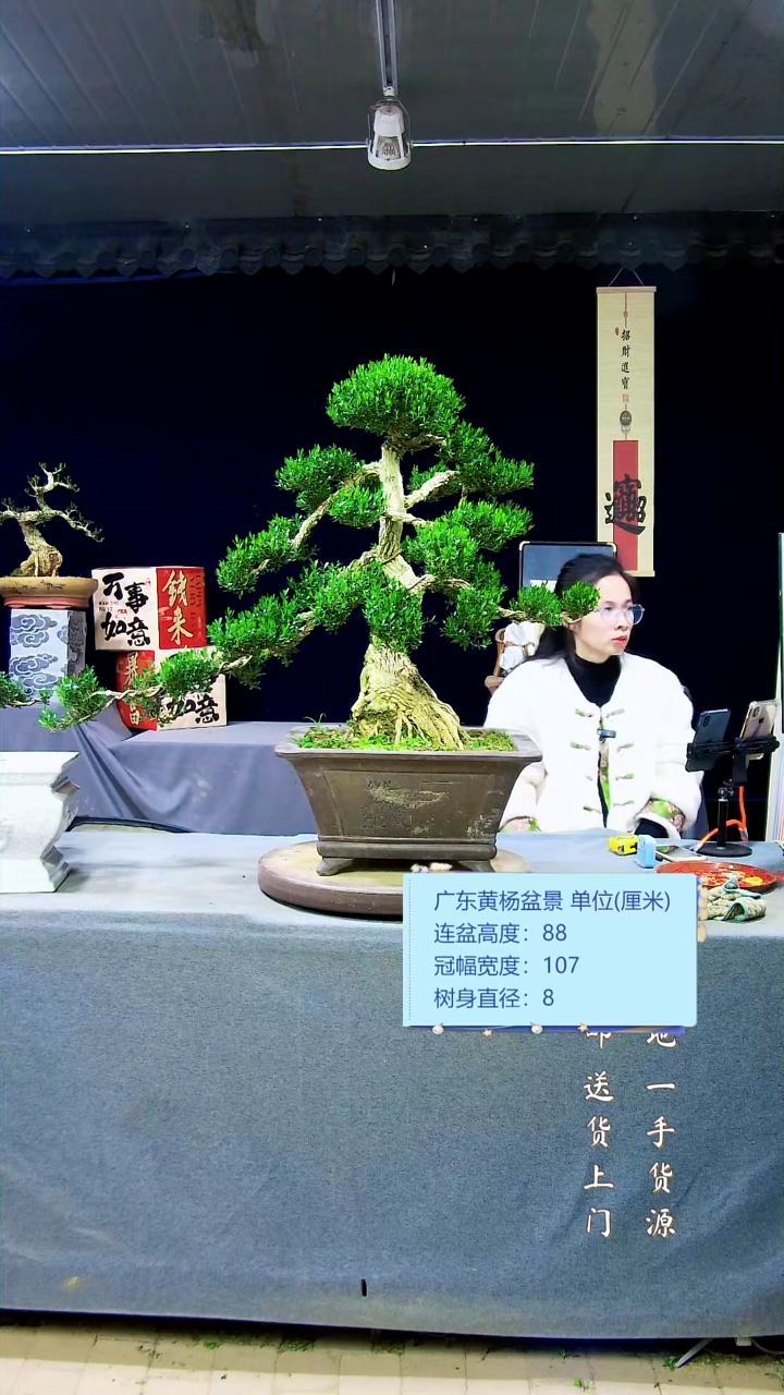 【闪购商品】雀舌黄杨盆景雀舌黄杨盆景