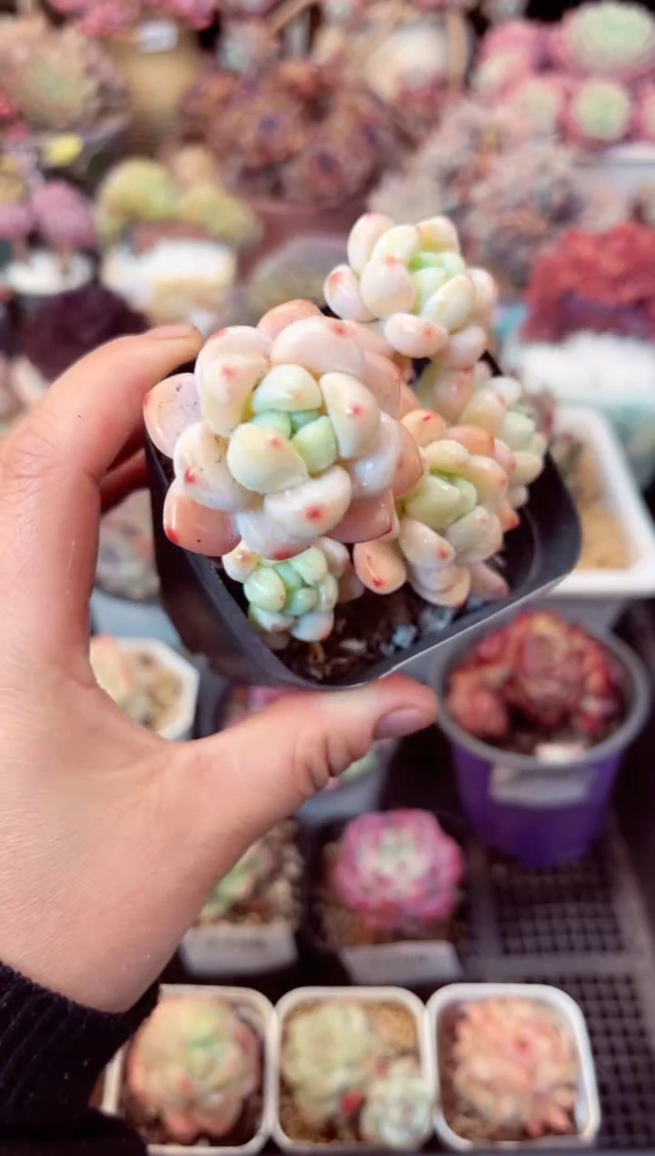 【闪购商品】7760群生小罗琦多肉