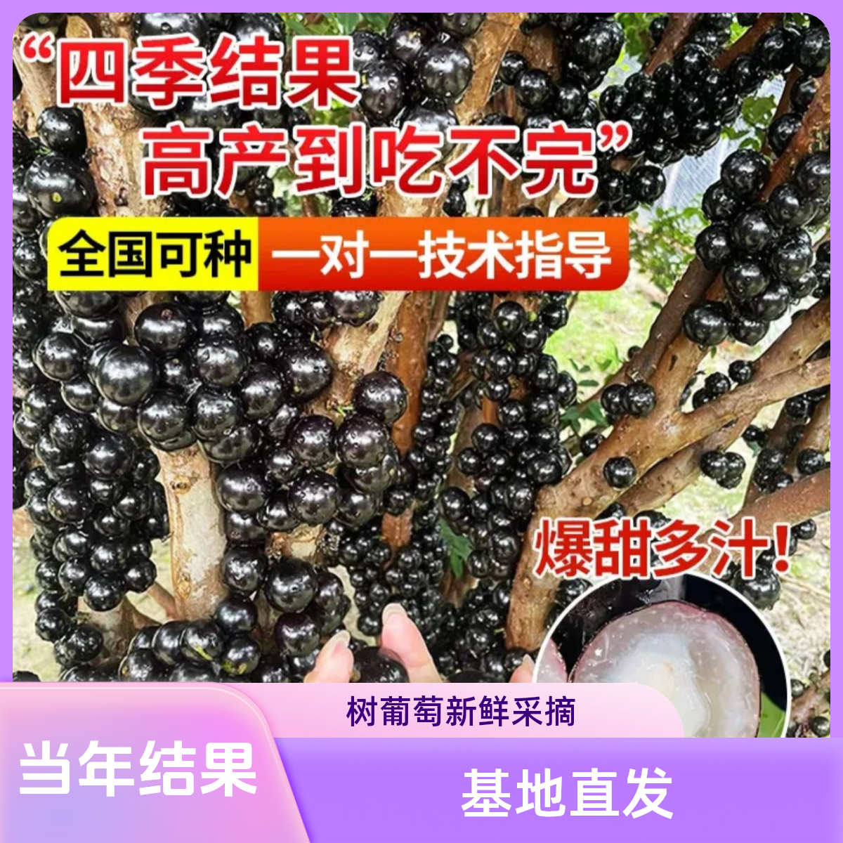 m【当年结果】嘉宝果果树苗南北方抗旱当年结果果树苗盆栽地栽