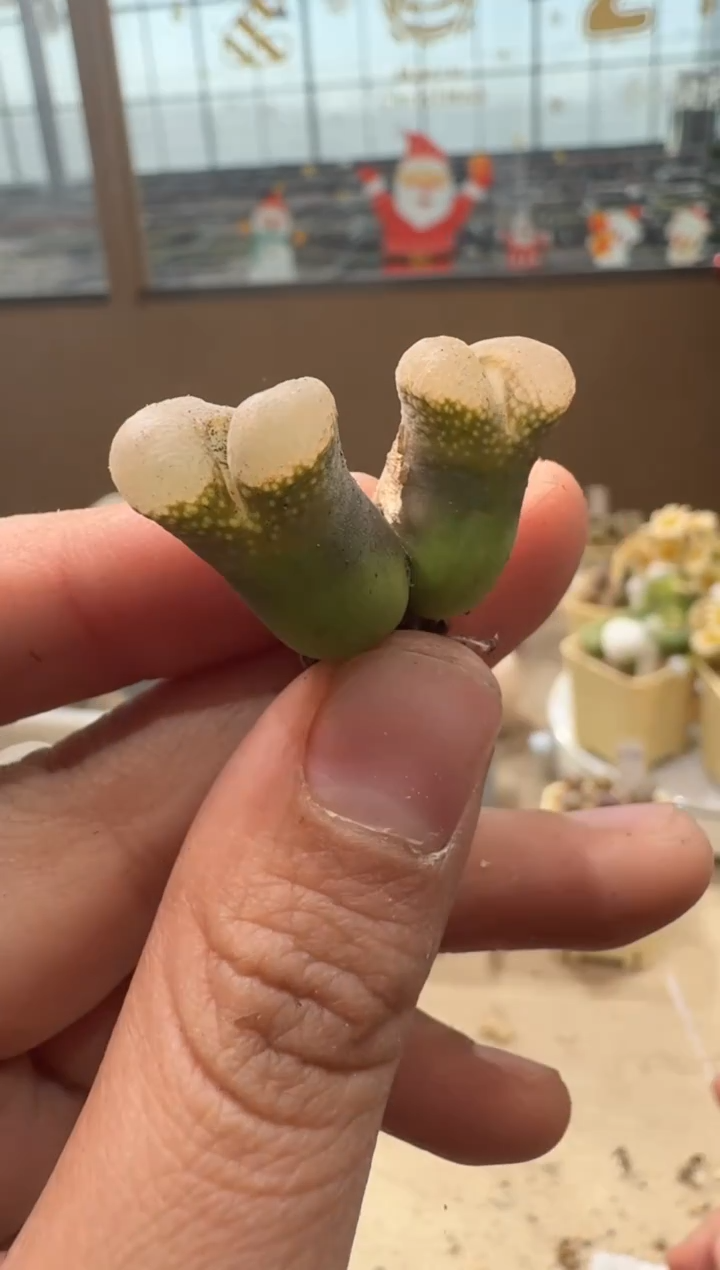 26-99多肉植物肉锥