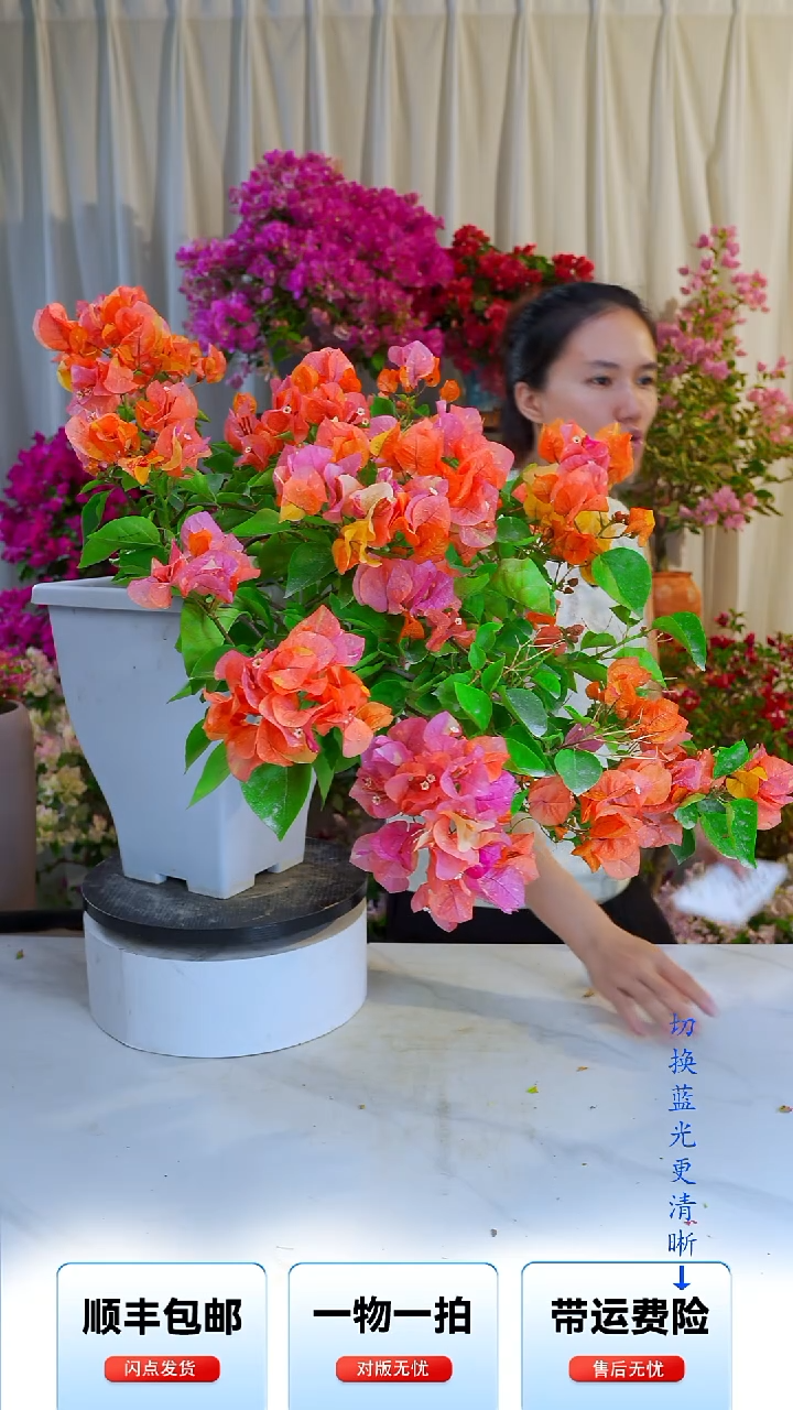 大部分开放少量花苞阿达娜