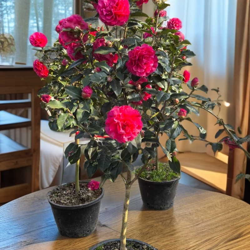 云南茶花一物小茶花云南山茶花绿植花卉世界茶花盆栽山茶花繁星