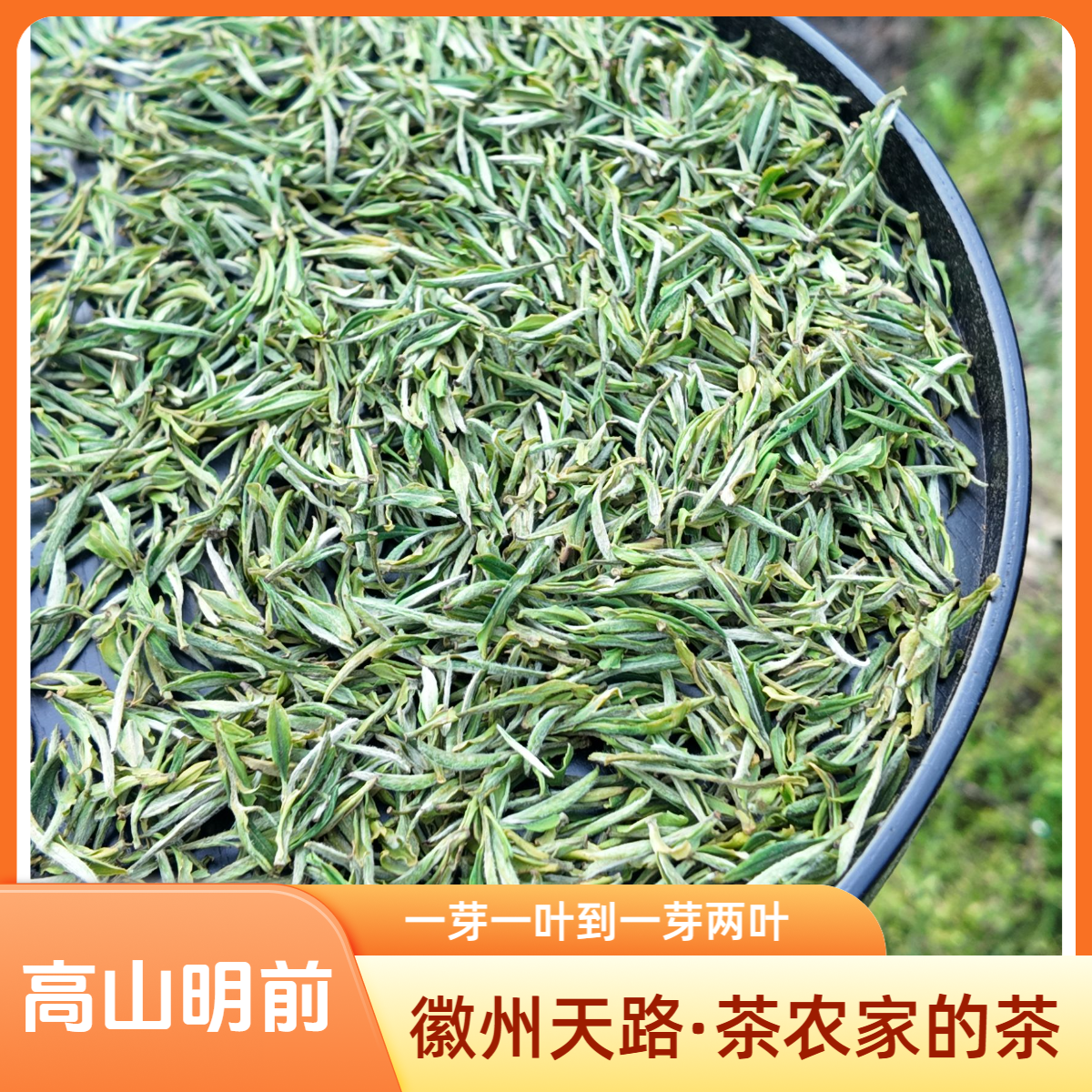 「黄山土毛峰·特级二等」鲜爽醇韵 徽州天路源头茶农 大山直发