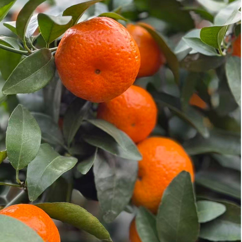【盈福优选】正宗广东清远砂糖橘  自有基地 生态种植 个别有籽 