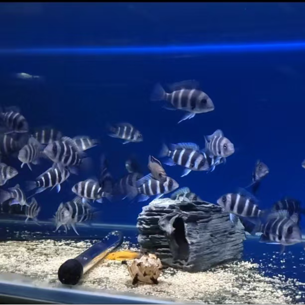 观赏鱼布隆迪福利补价链接