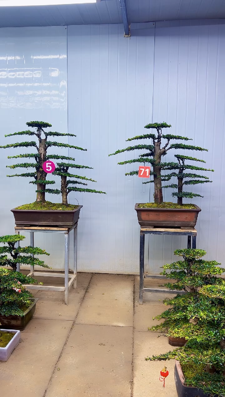 无花朵一物一拍，所见即所得