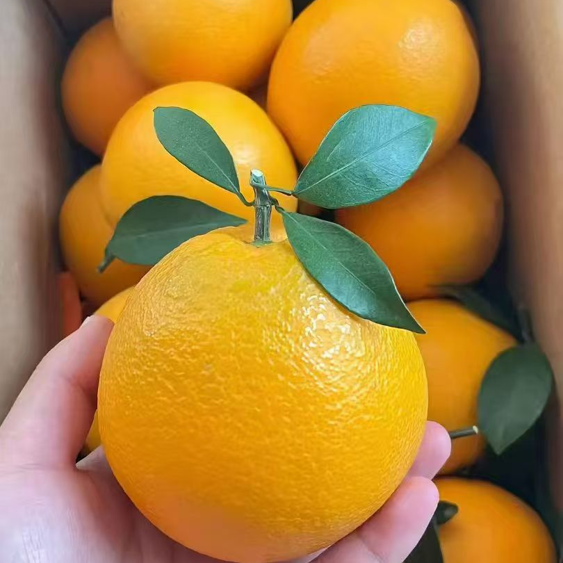 江西赣州赣南脐橙当季新鲜水果甜橙子现摘包邮