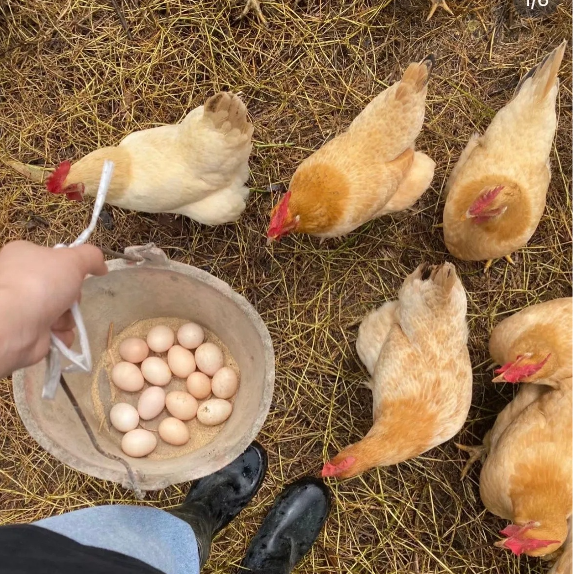 江西农家散养土鸡蛋现捡现发20枚装