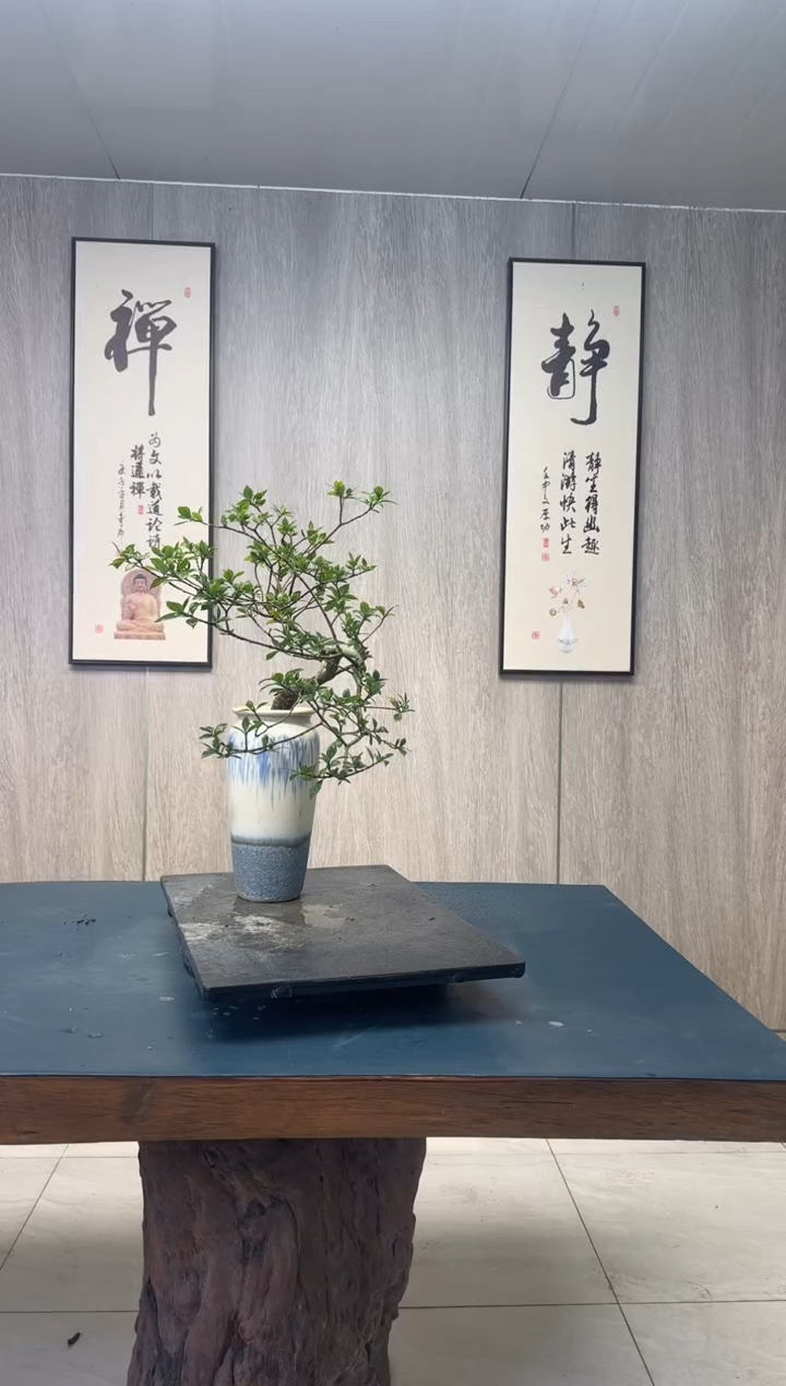 【闪购商品】盆景栀子花