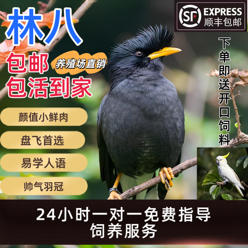 林八宠物幼鸟（广东省专拍链接）