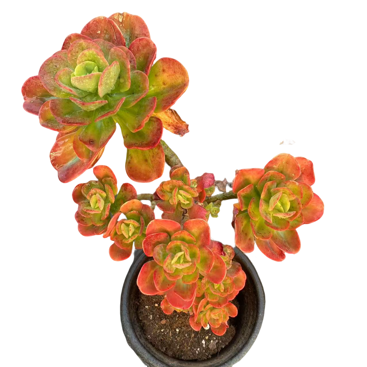 精品多肉【大冠幅红梅】新手家庭空气净化植物