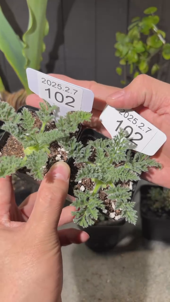 【闪购商品】羽叶2.7.103