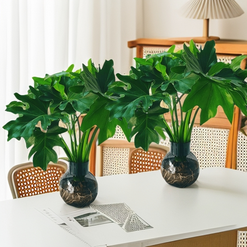 [拍一发二灯泡瓶水培春羽]40-50cm绿植水培室内盆栽客厅桌面花卉