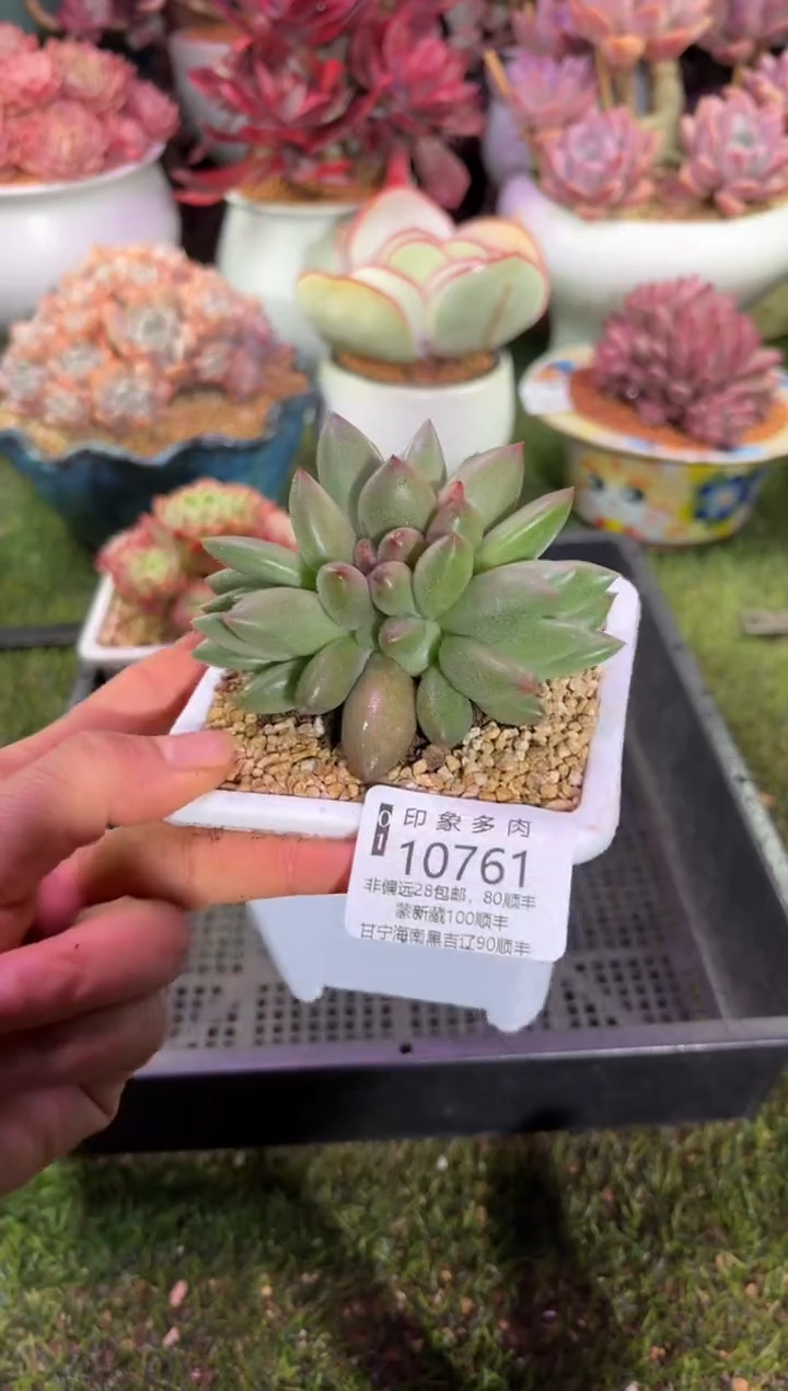 【闪购商品】10761