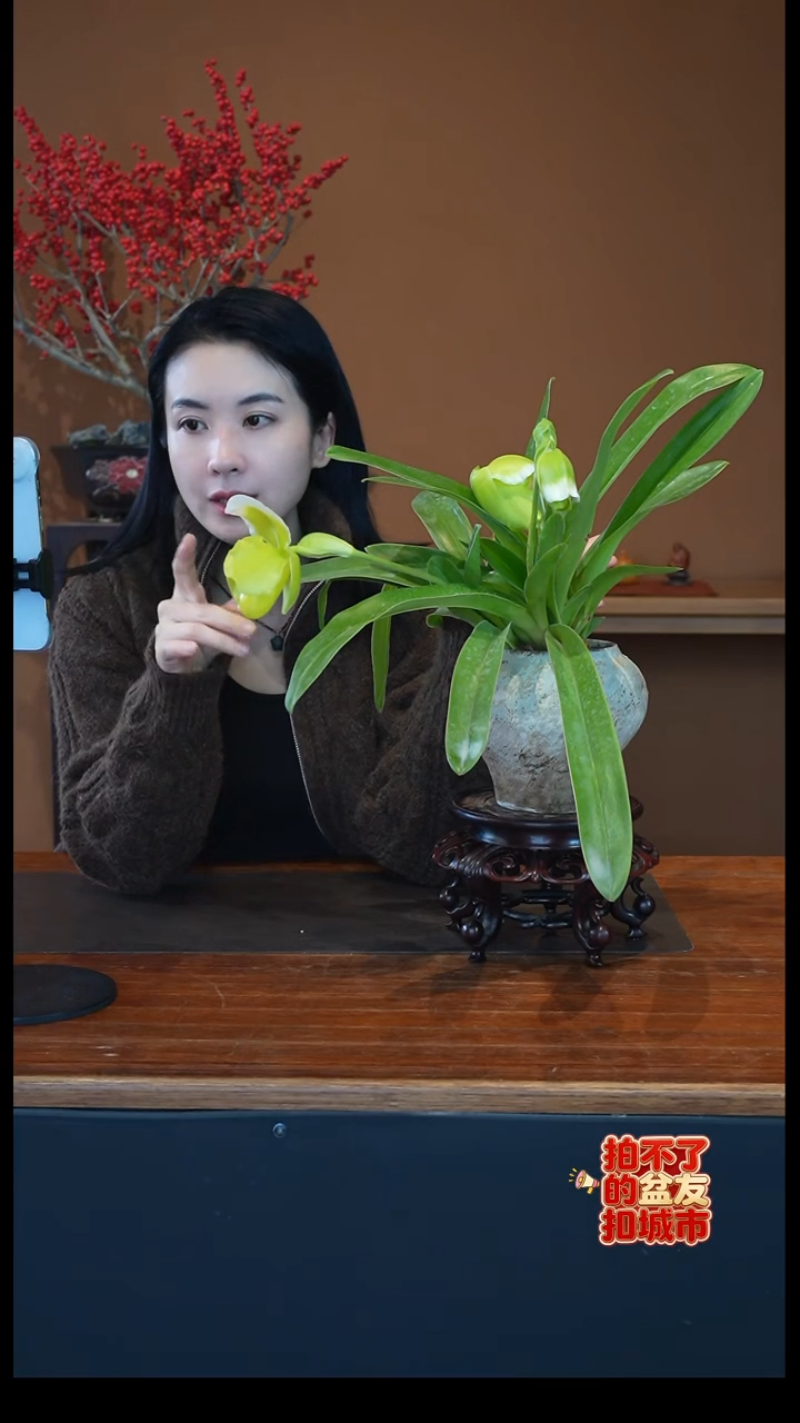 全部花朵绿肉饼四花盆景盆景