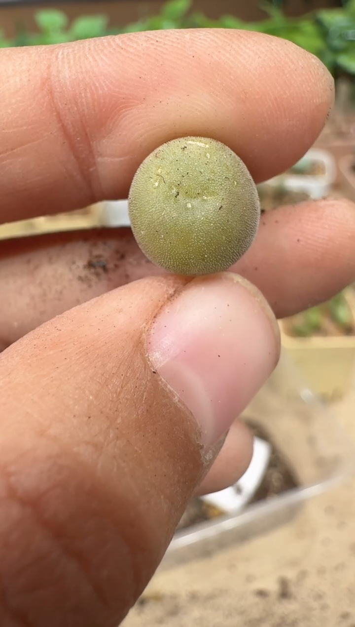 28-83多肉植物肉锥