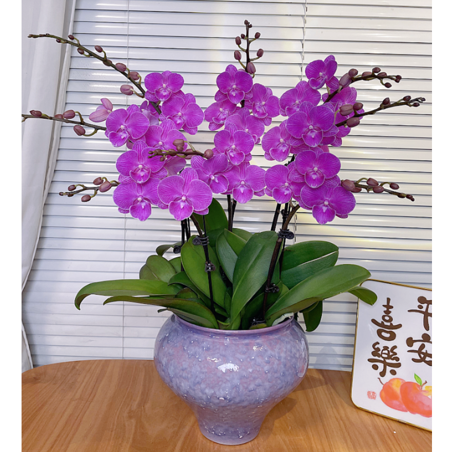 【小红鱼-蝴蝶兰】高端鲜花 送礼 家居摆件 易养花期长 基地直发 