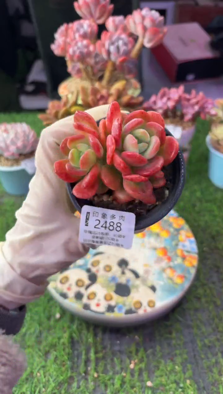 昆明印象多肉2488