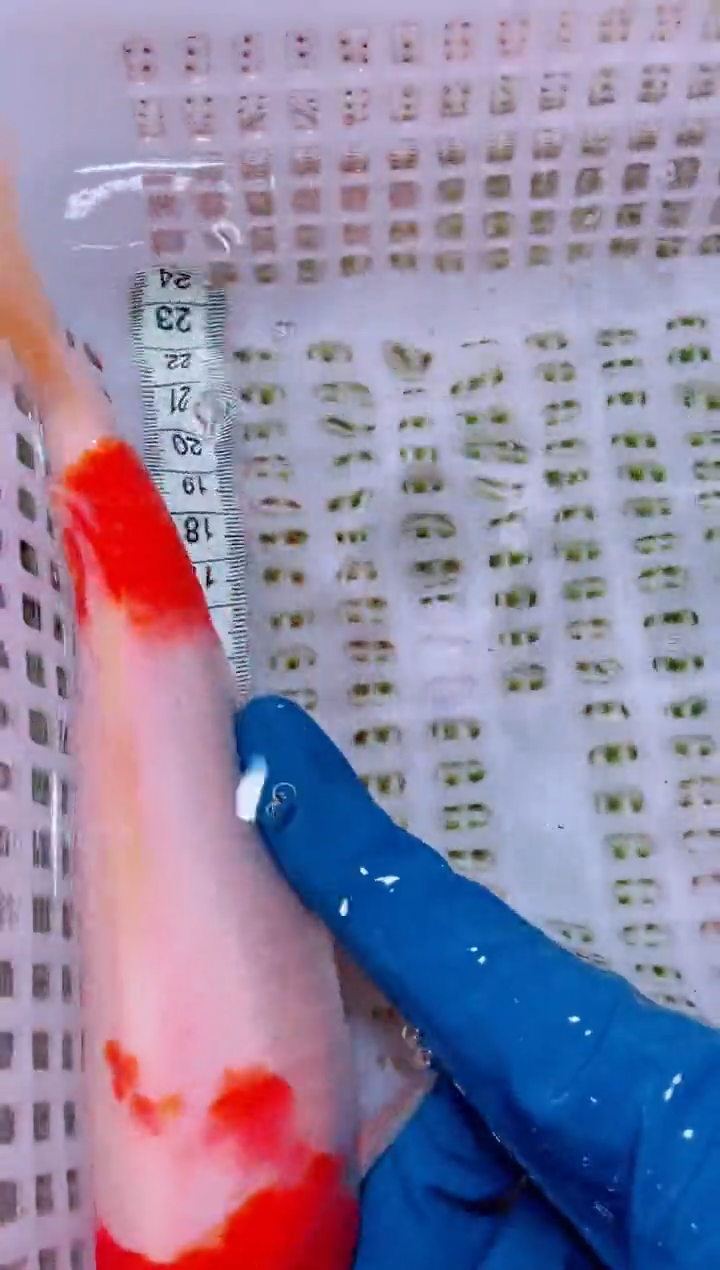 锦鲤血统锦鲤全场包邮48