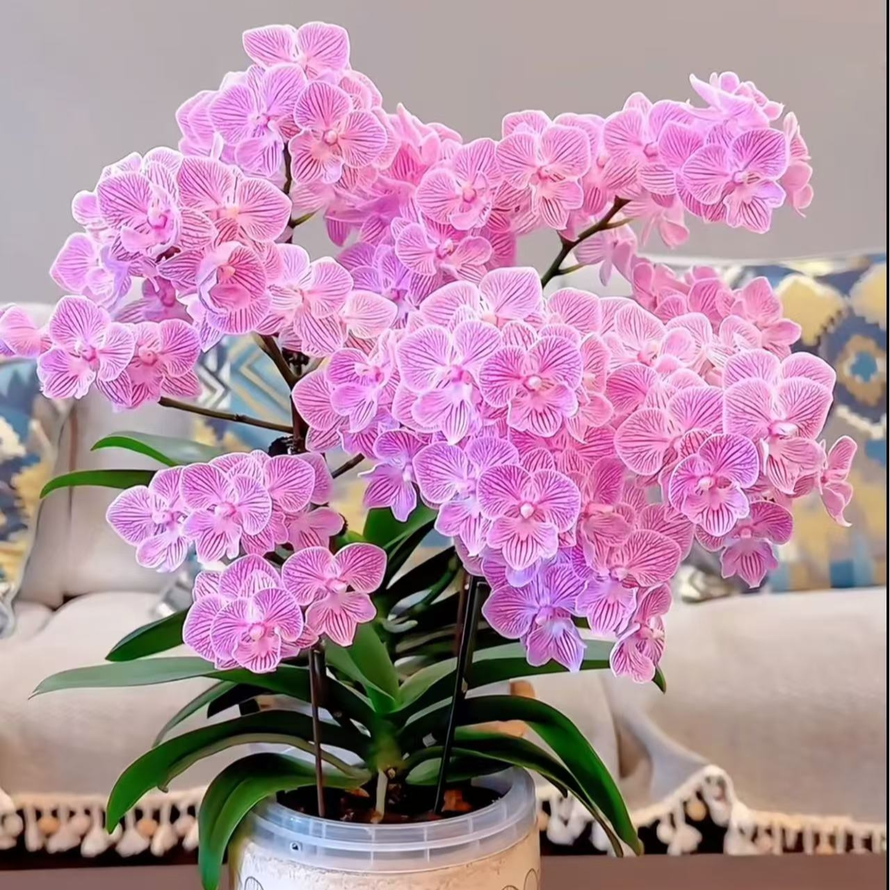 多头丛生 【樱花 】蝴蝶兰无花剑 爆花机器四季开  叶片瑕疵