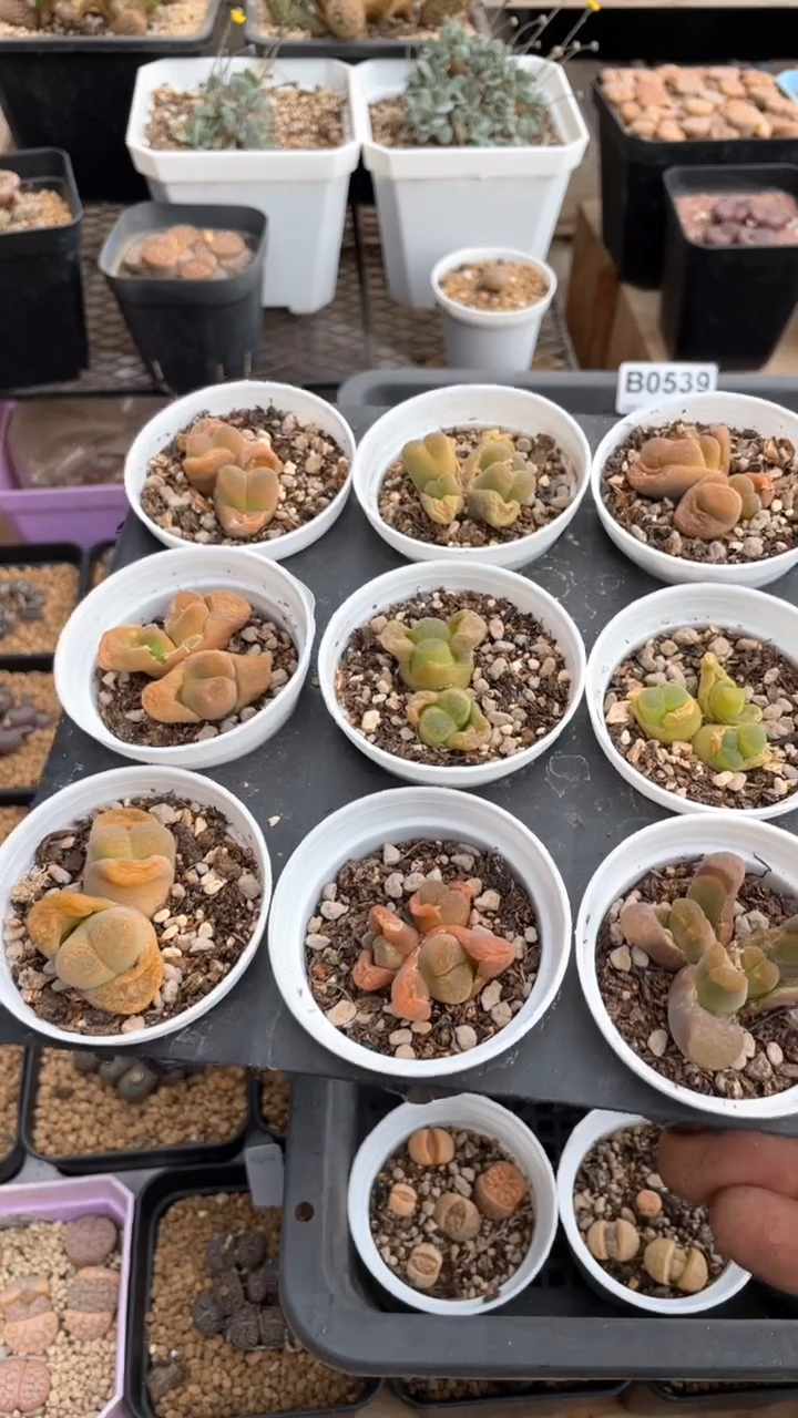 【闪购商品】0638直播一物一拍