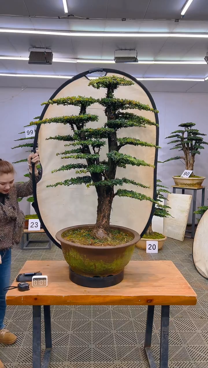 无花朵一物一拍一物一拍