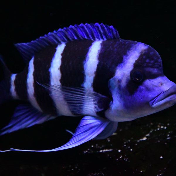 三湖慈鲷补差价链接咨询后拍