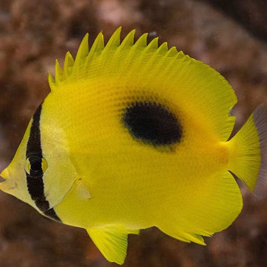 海水观赏鱼黄镜斑碟