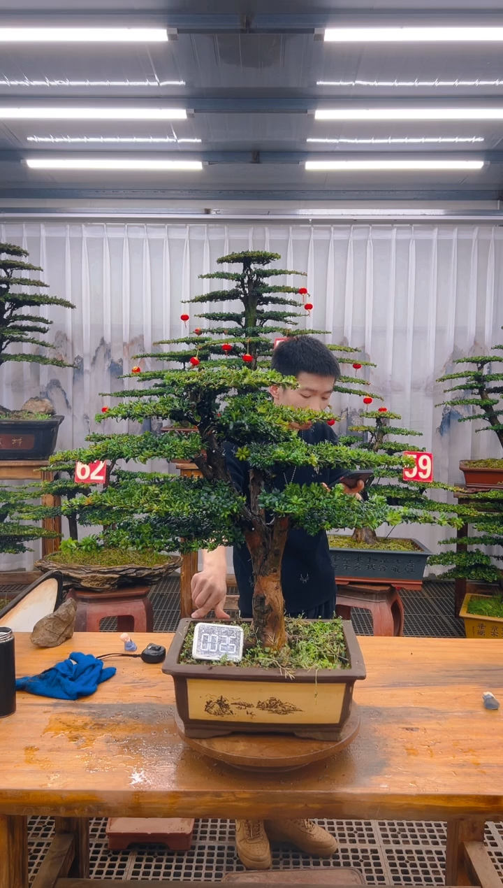 【闪购商品】紫砂精品盆景直播间一物一拍