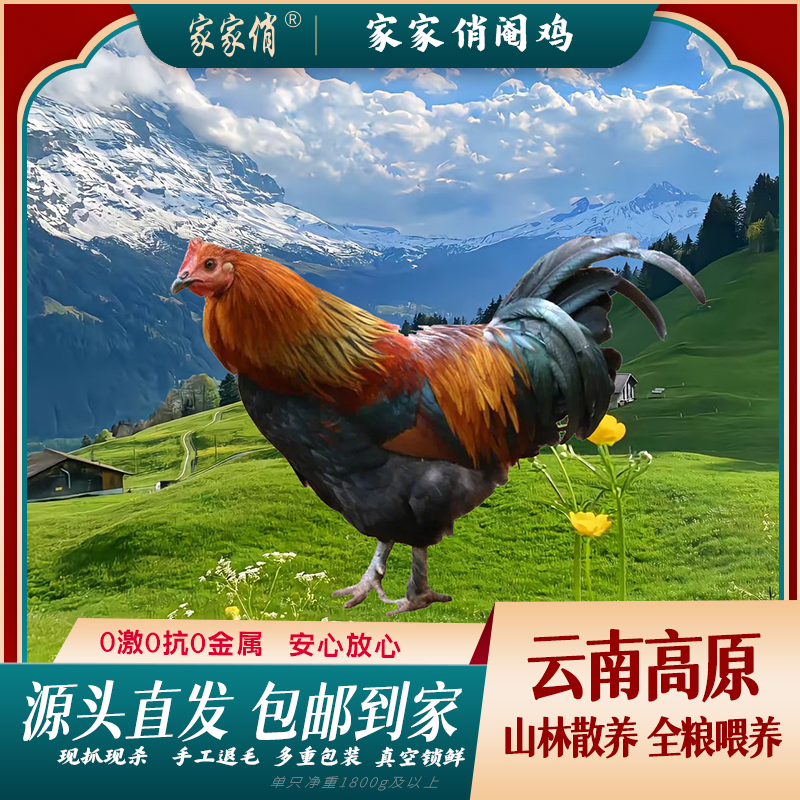 家家俏【肥肠鸡组合】含500g肥肠一只阉公鸡大线鸡现抓现杀