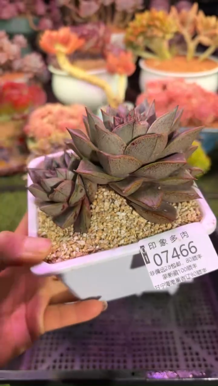 【闪购商品】07466