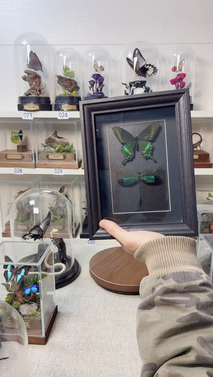 玻璃真实自然标本相框款