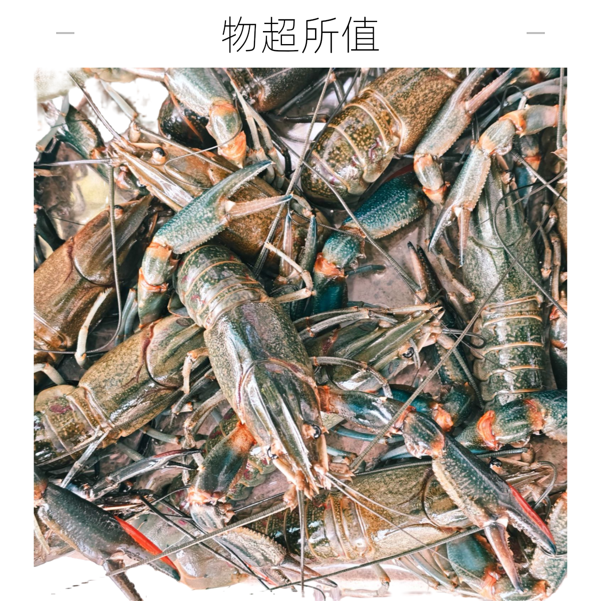 【鲜活小青龙】闵行浦江镇 500克/斤3-6只