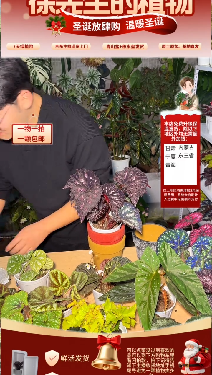 完全开放嘉顿先生