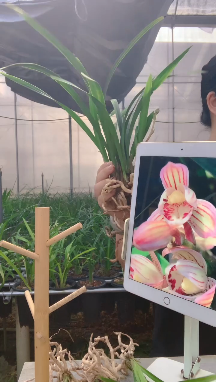 当前无花朵，栽培后可花朵生***?金荷