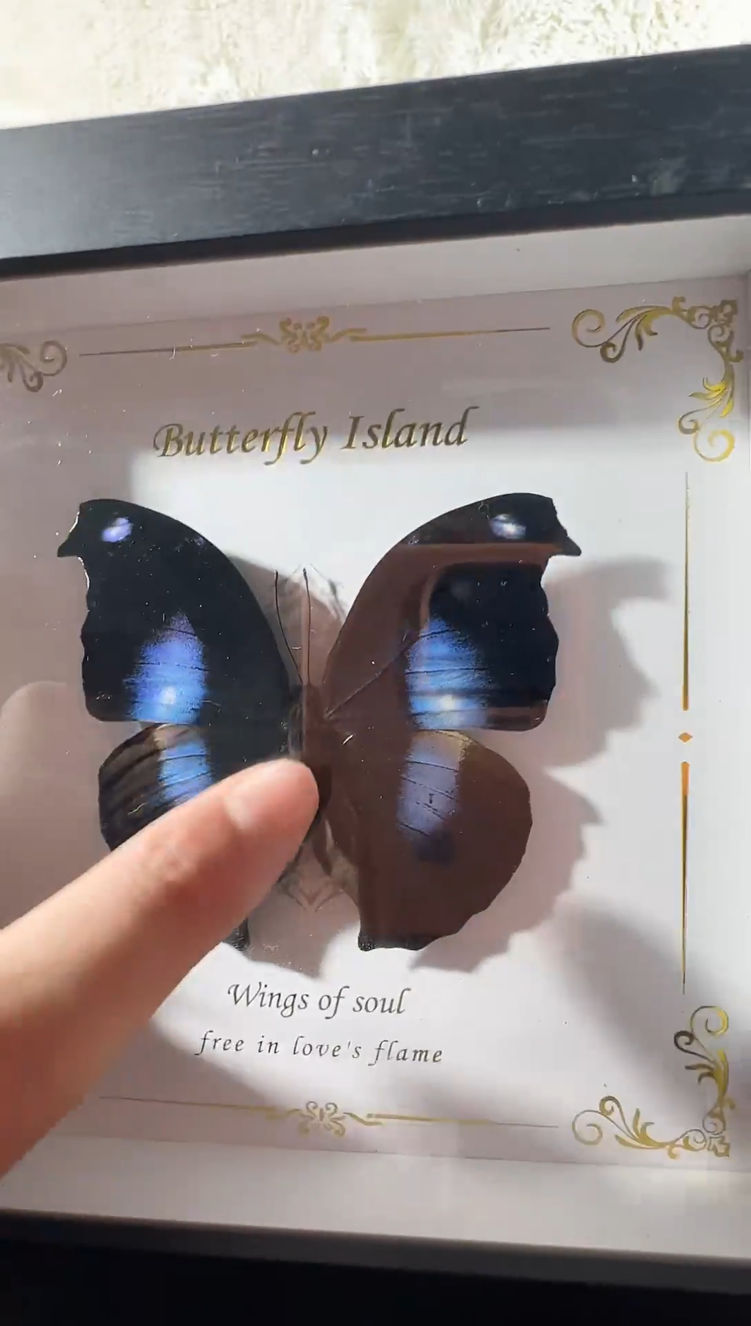 木爱情鸟水晶球    A1