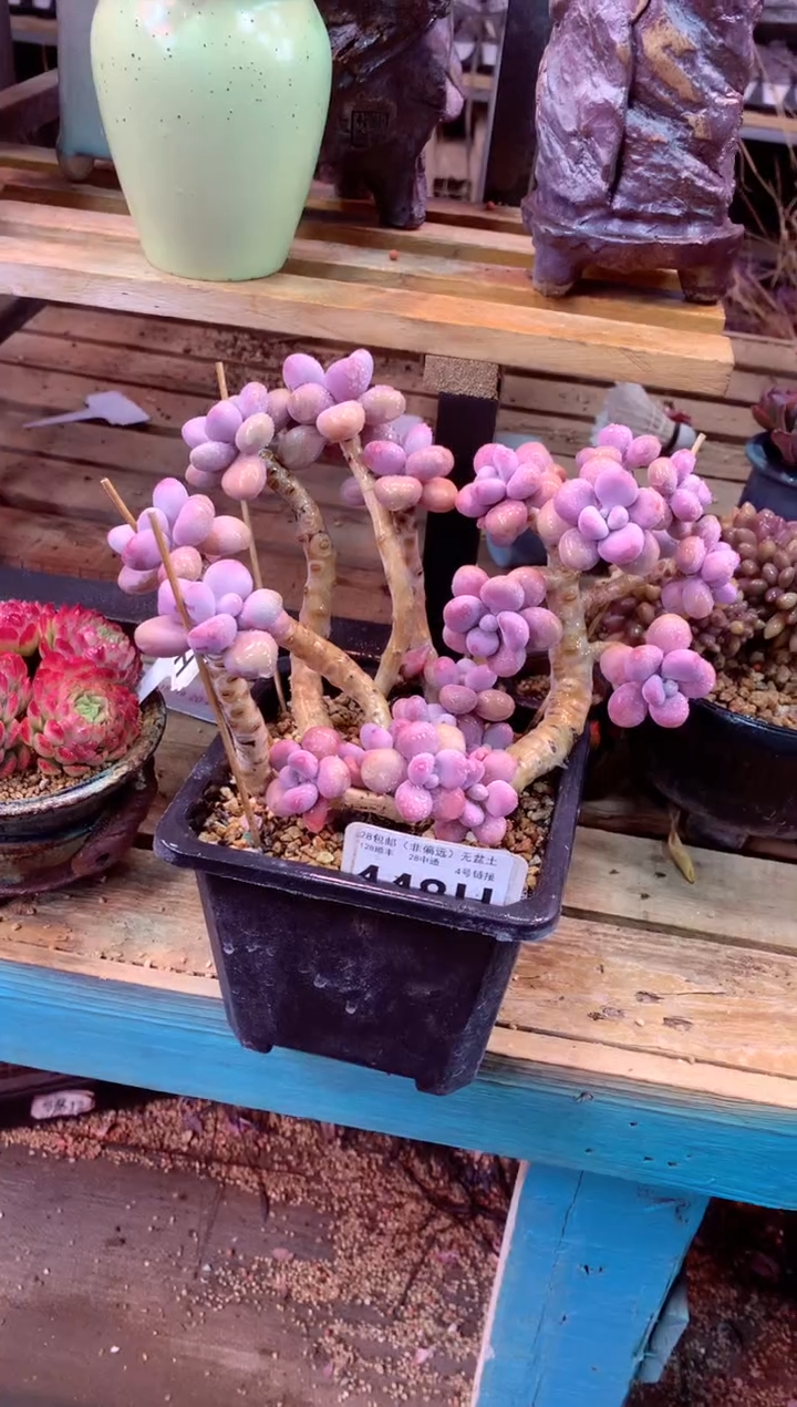 桃蛋 只走物流448H（一物一拍，精品多肉，w所见即所得 ）