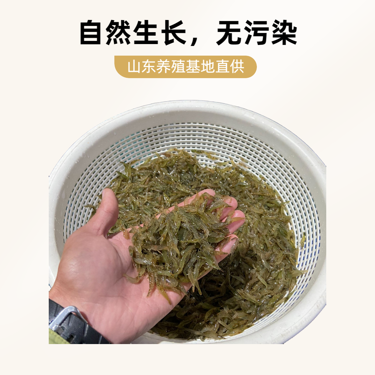 黑壳虾除藻活体饲料乌龟草缸鱼缸清洁虾工具虾包邮观赏2除藻溪流