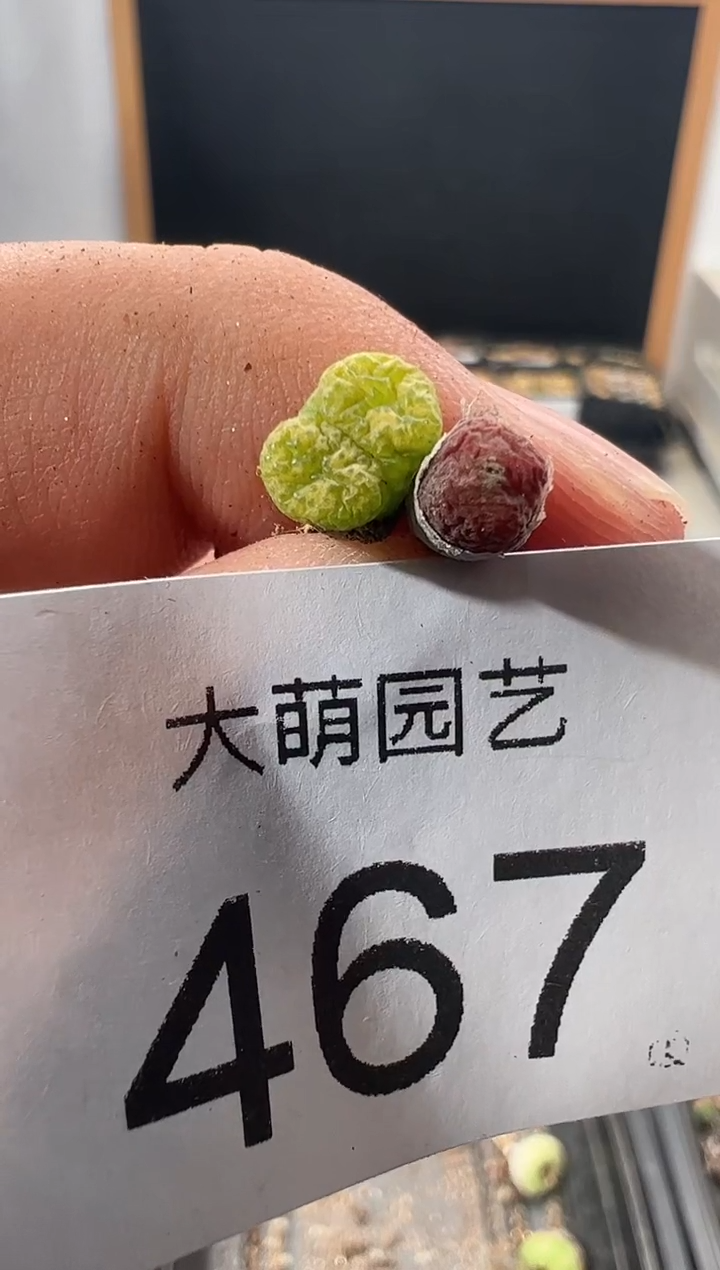 一物一拍                467