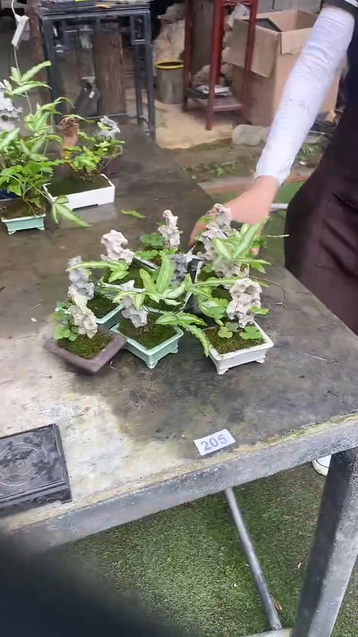 无花朵掌中宝紫砂附石植物 盆景