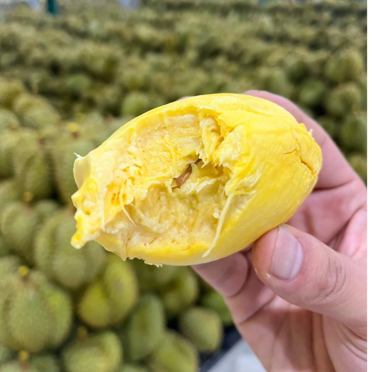 【泰国树熟金枕-高品整果】泰国树熟金枕鲜榴莲 干包糯甜 核小 斤 大连同城金枕泰国