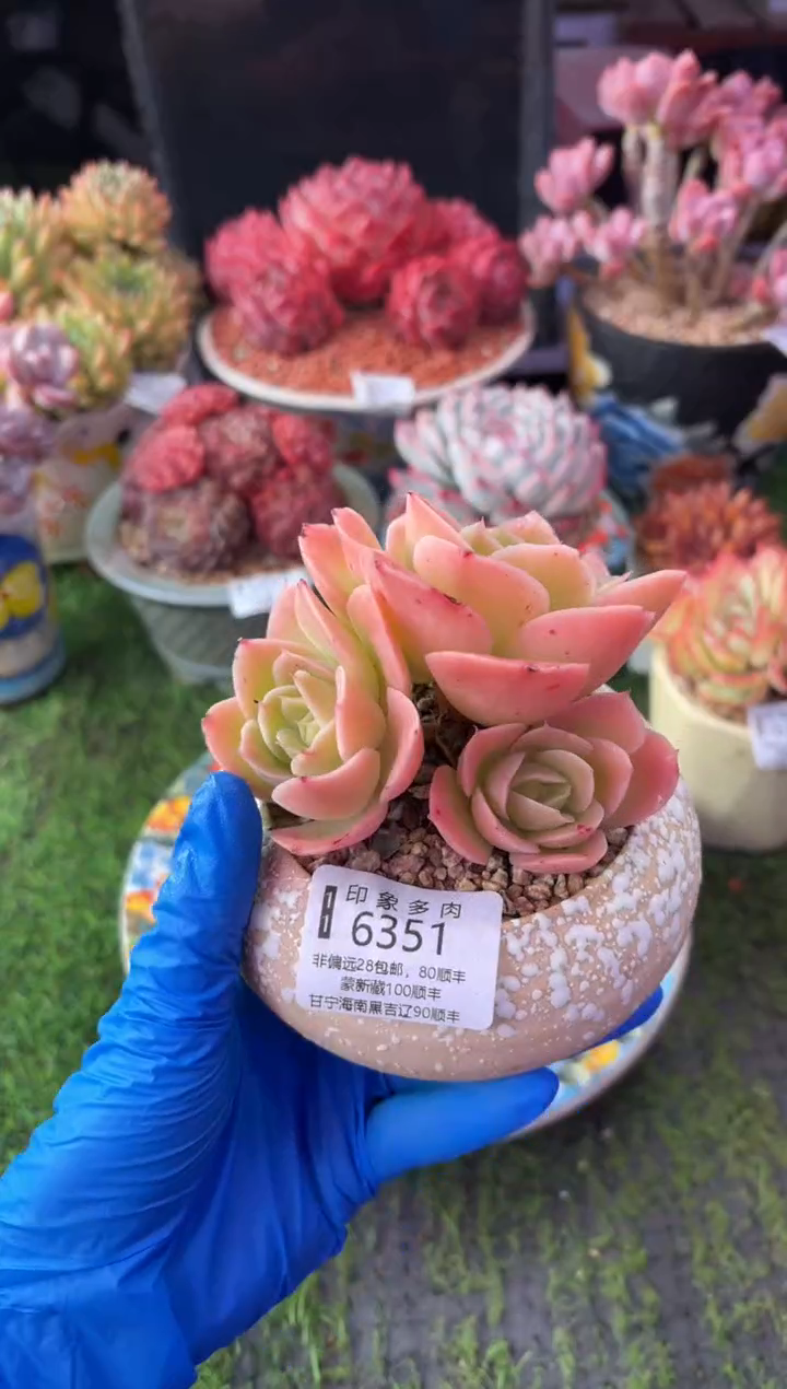 昆明印象多肉6351