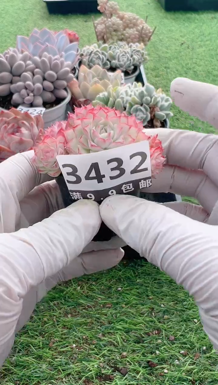 【闪购商品】信福多肉一物一拍